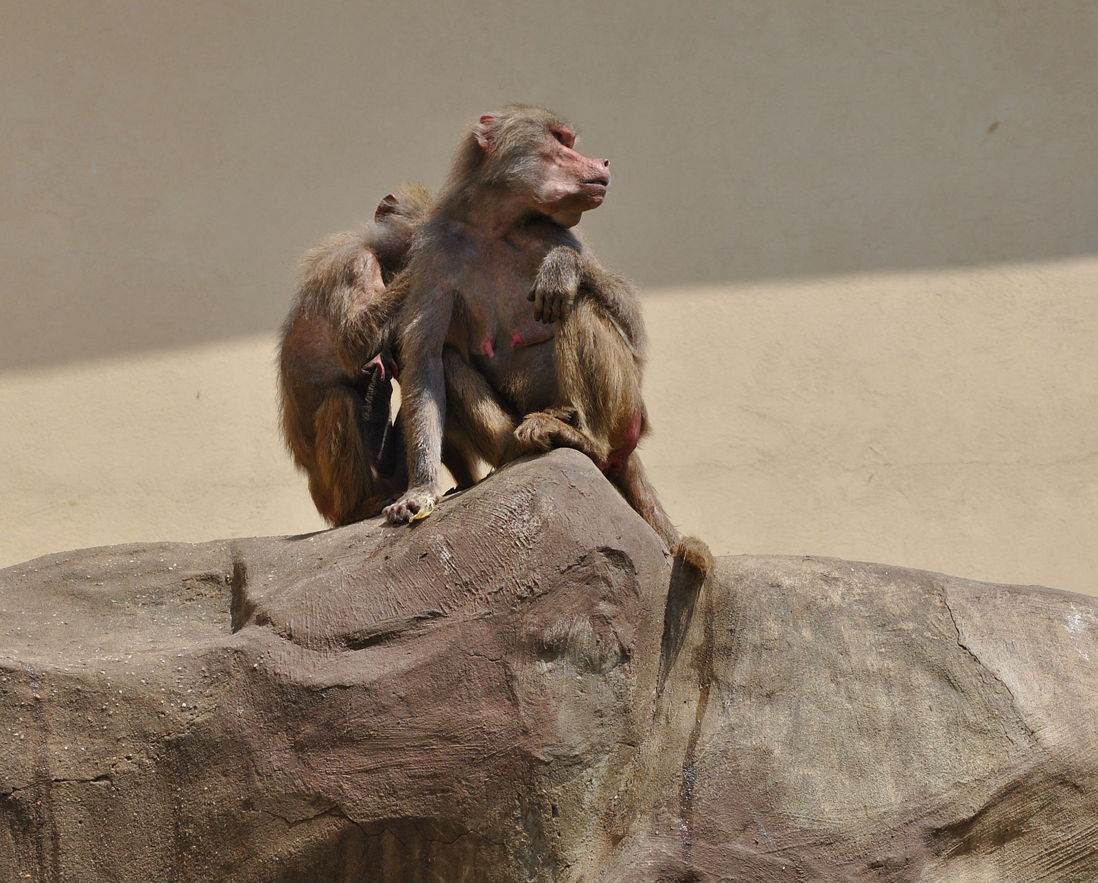 Baboons