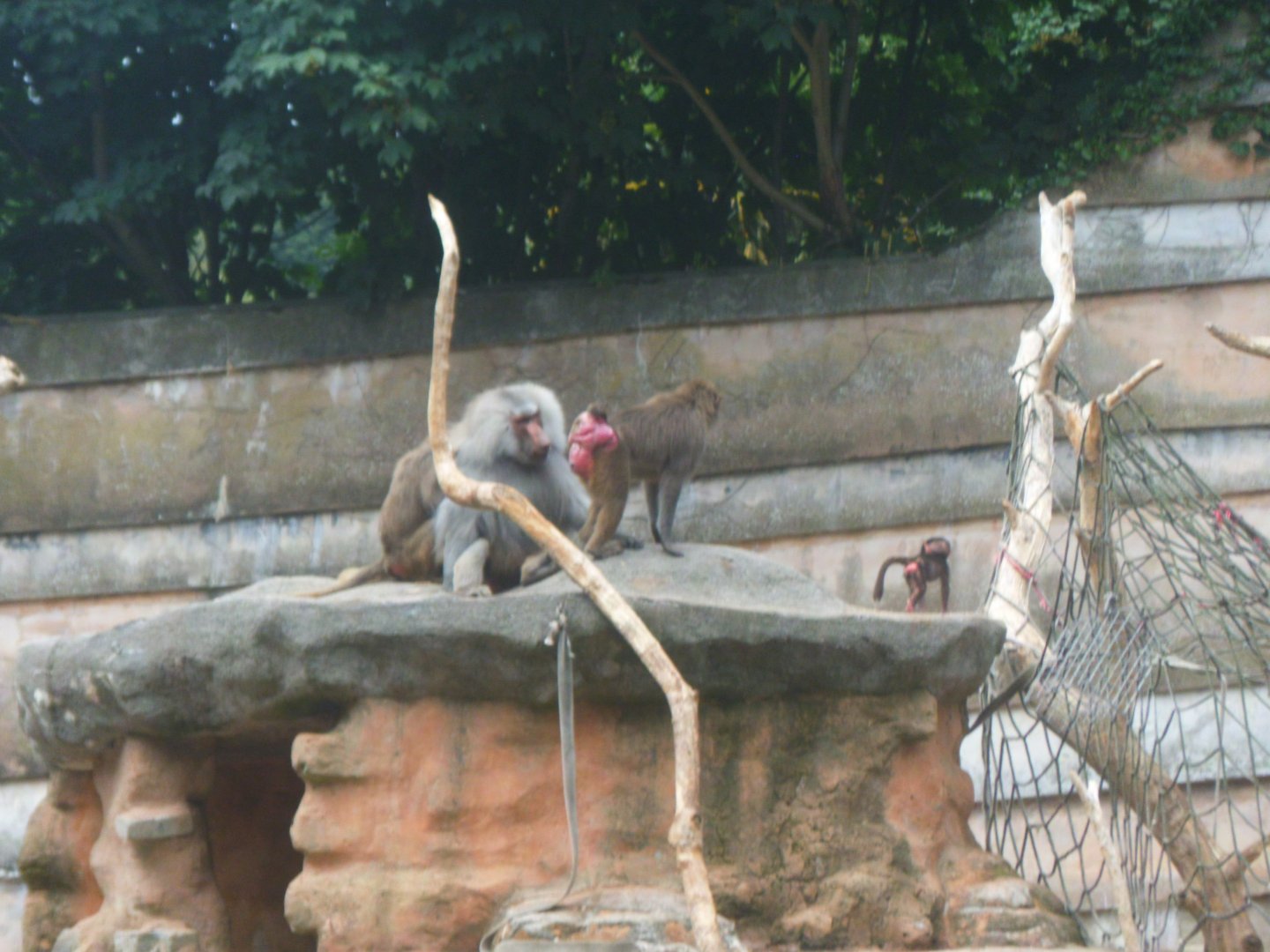 Baboons