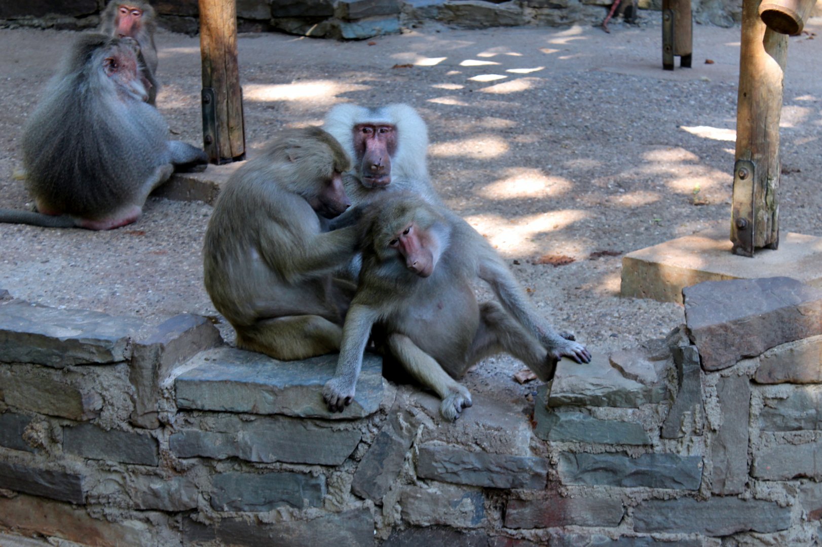 Baboons