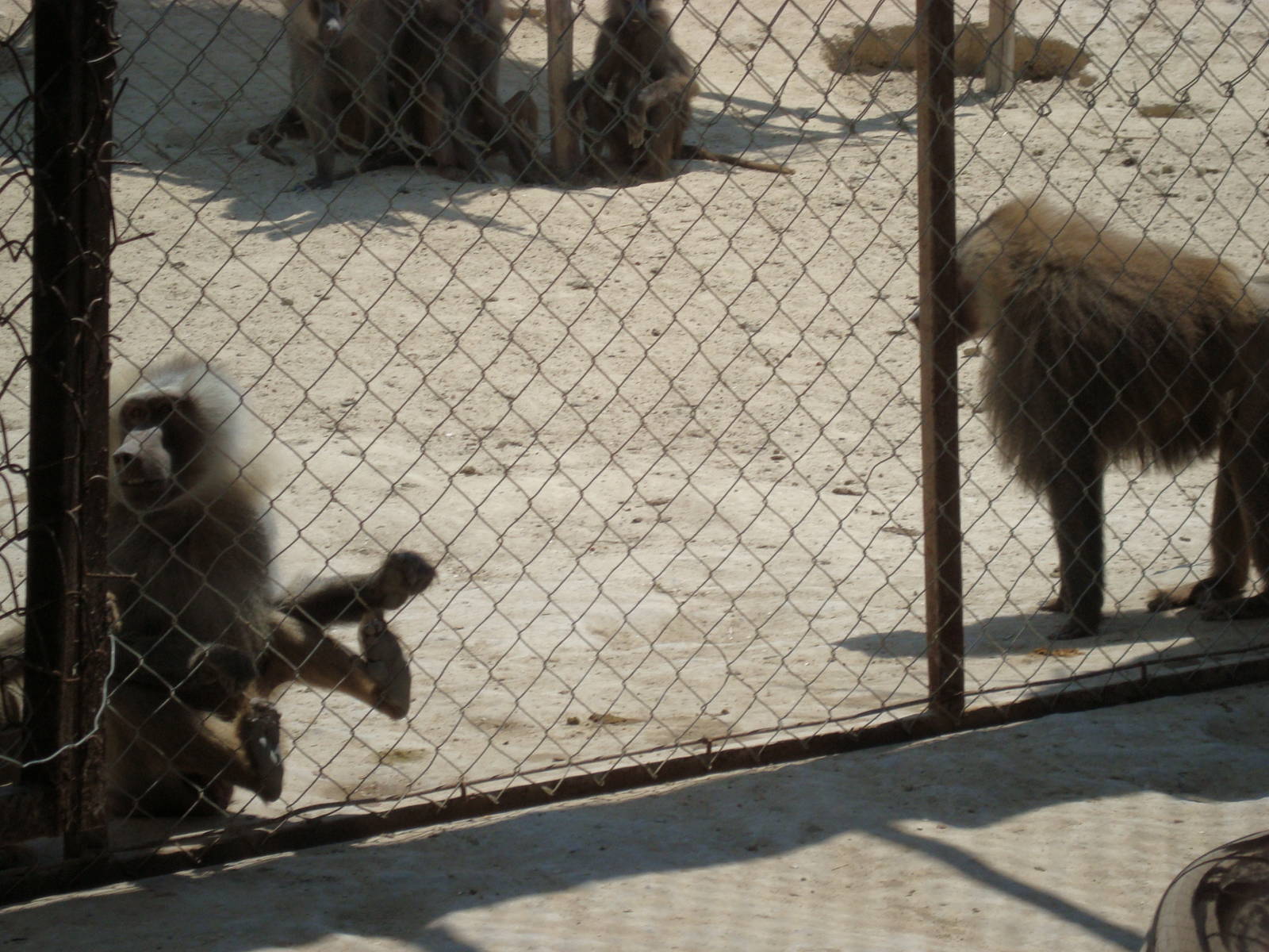 Baboons