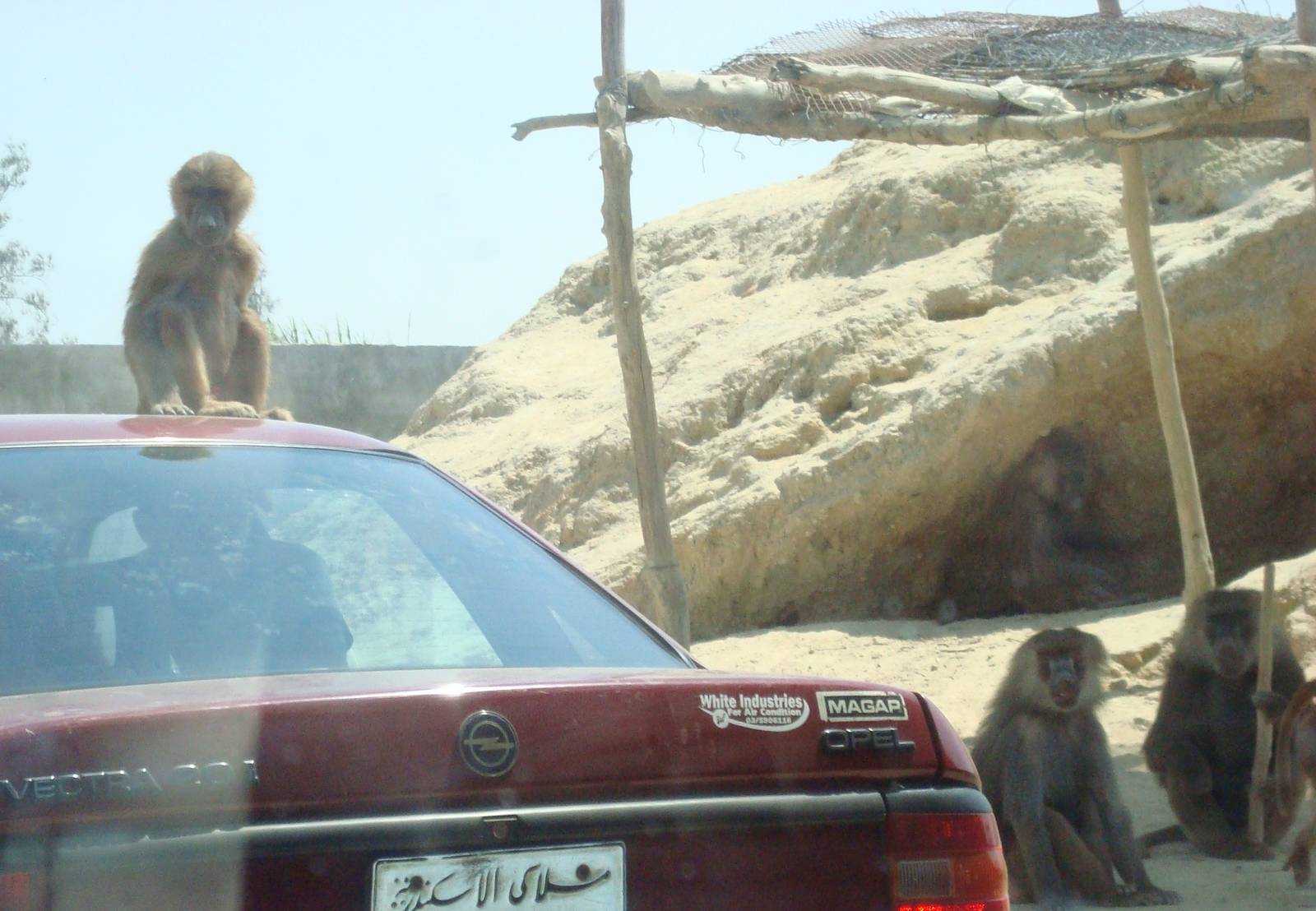 Baboons