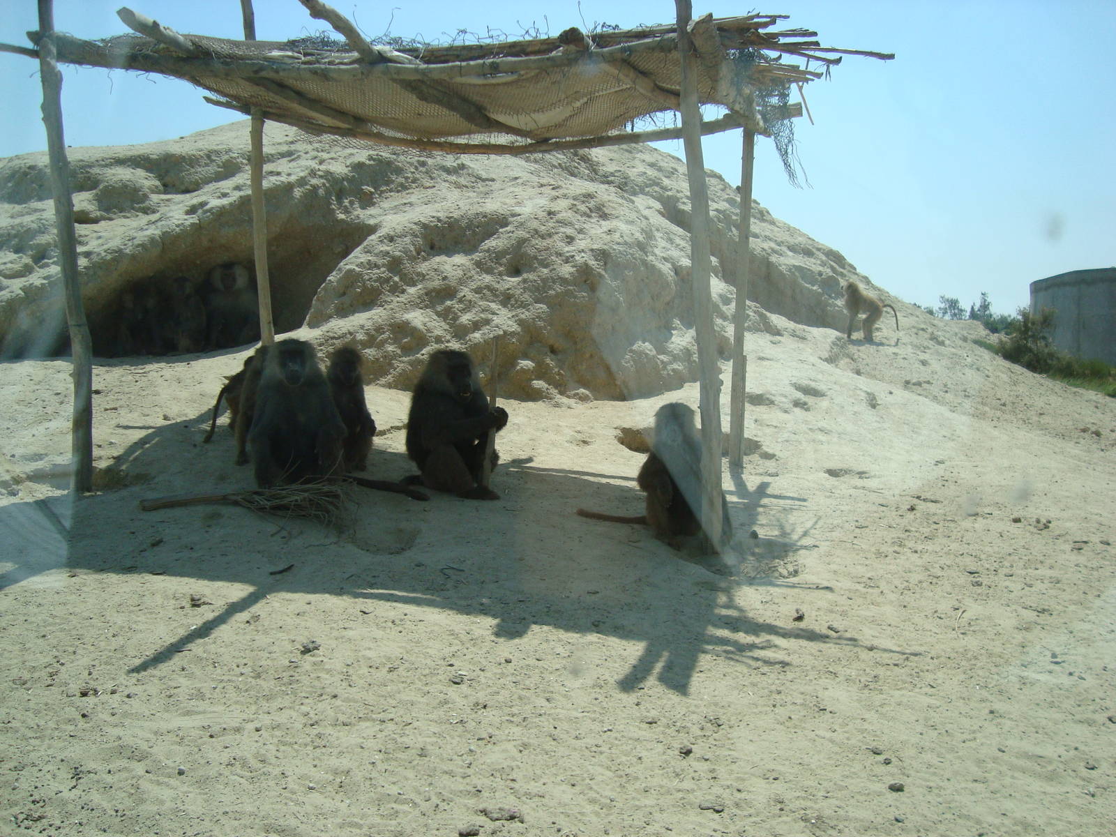 Baboons