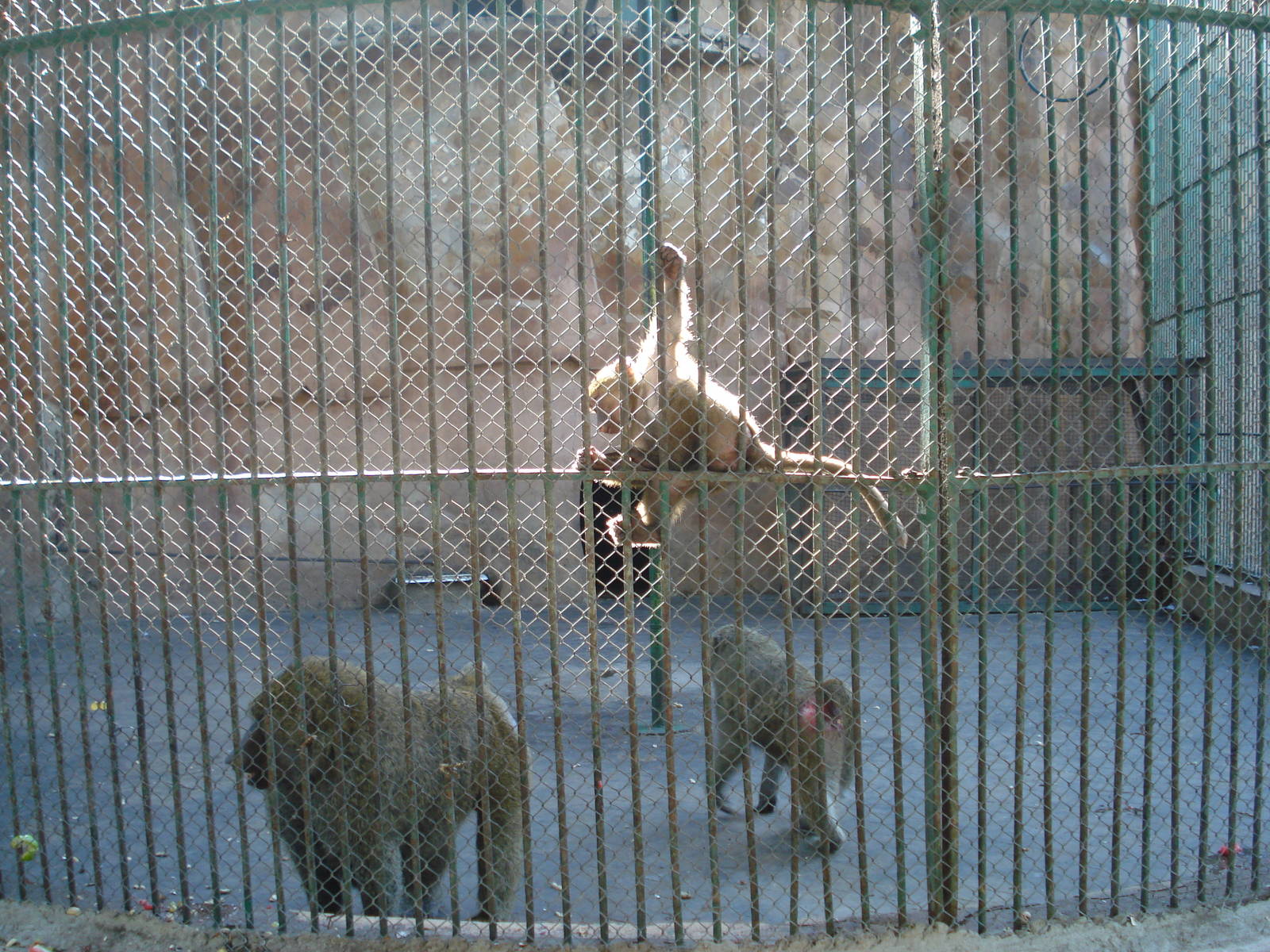 Baboons