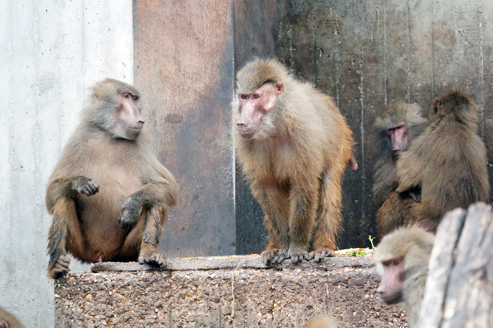 Baboons