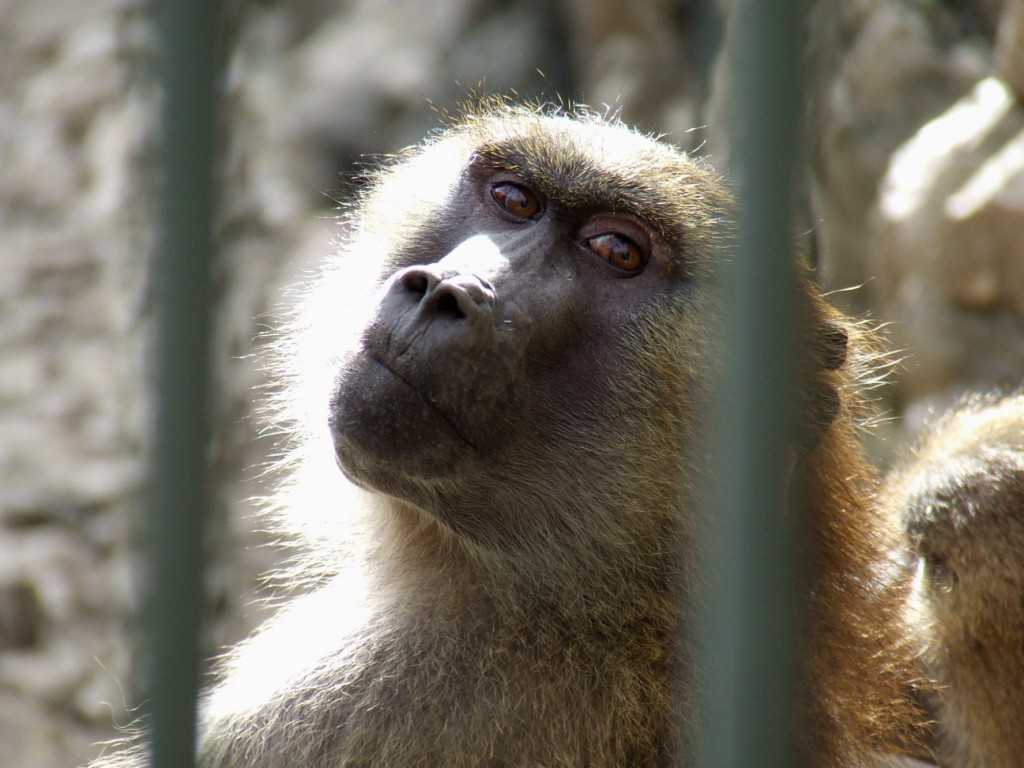 Babouin de Guinée (Papio papio)