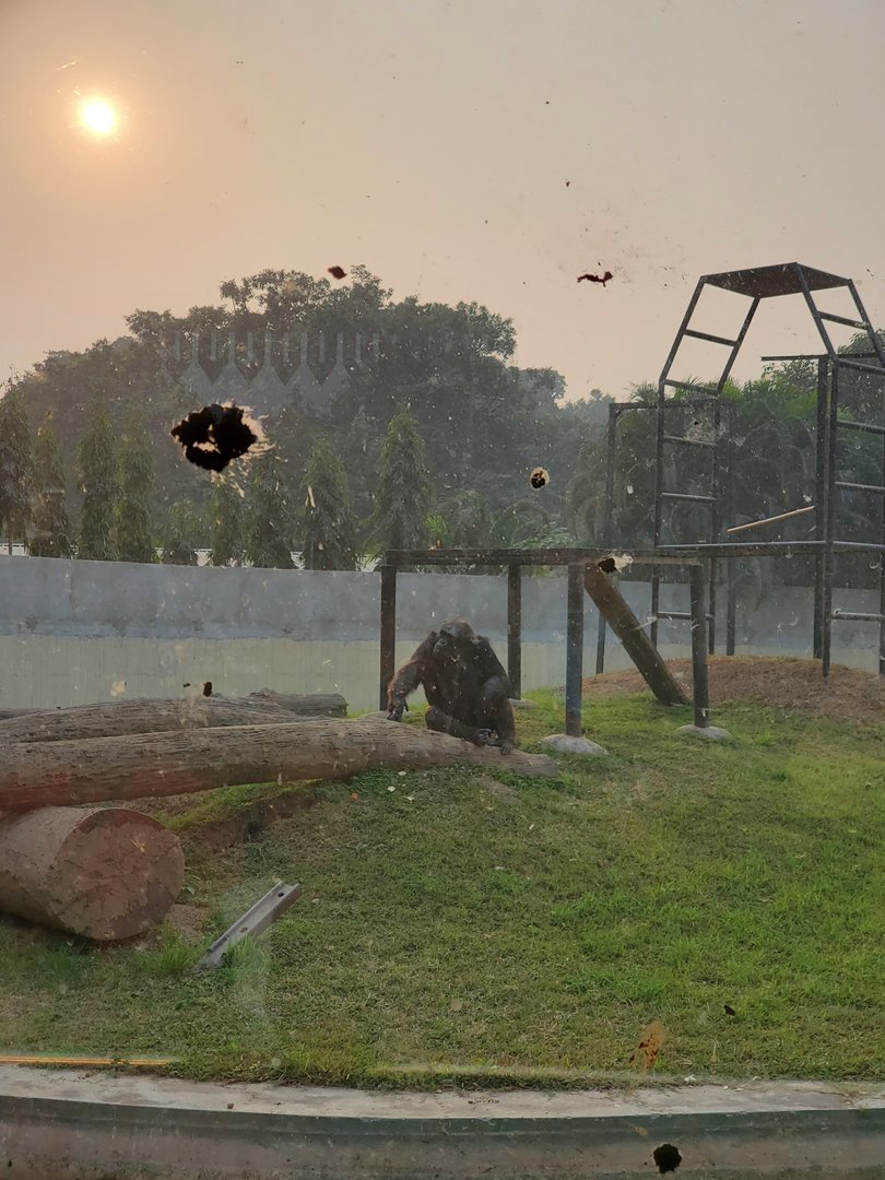 Babu the Chimpanzee - January 2023