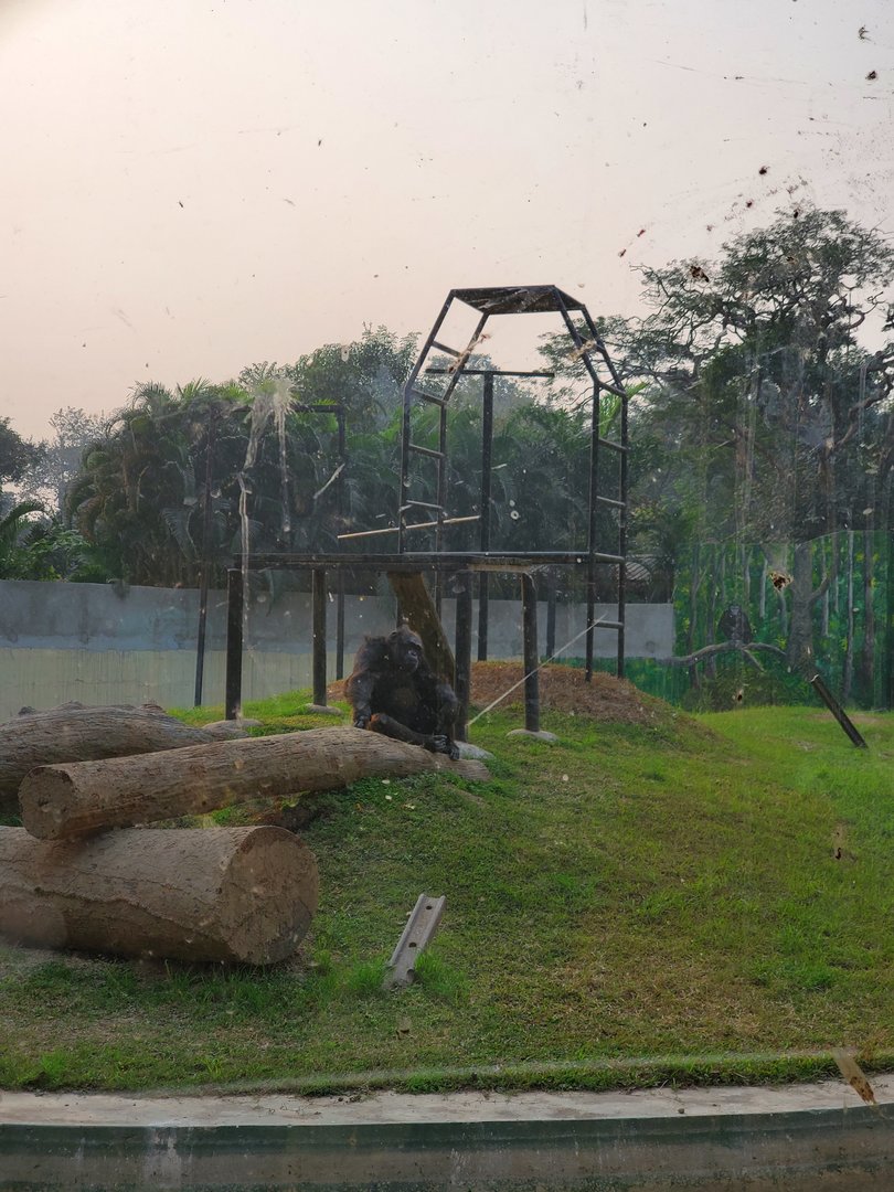 Babu the Chimpanzee - January 2023