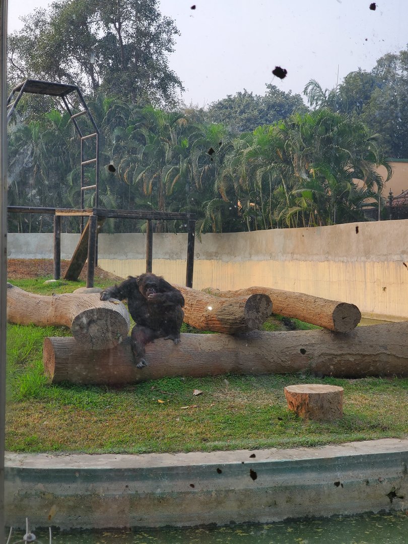 Babu the Chimpanzee - January 2023