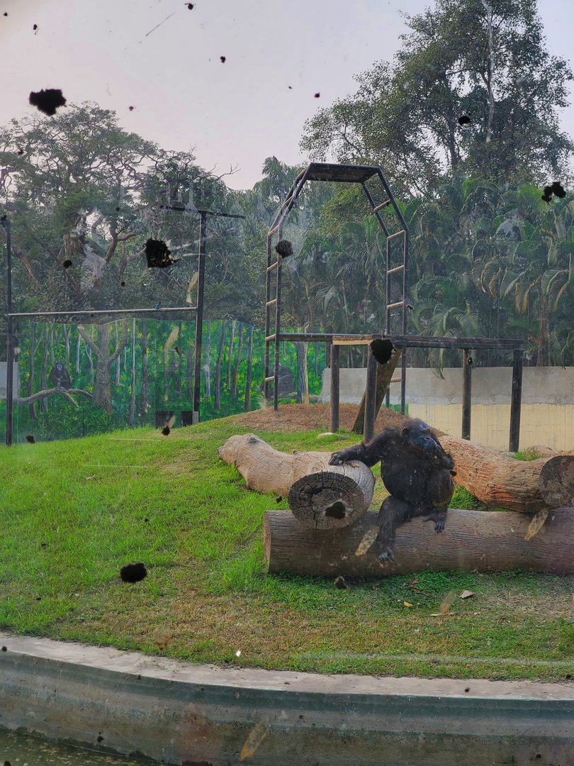 Babu the Chimpanzee - January 2023