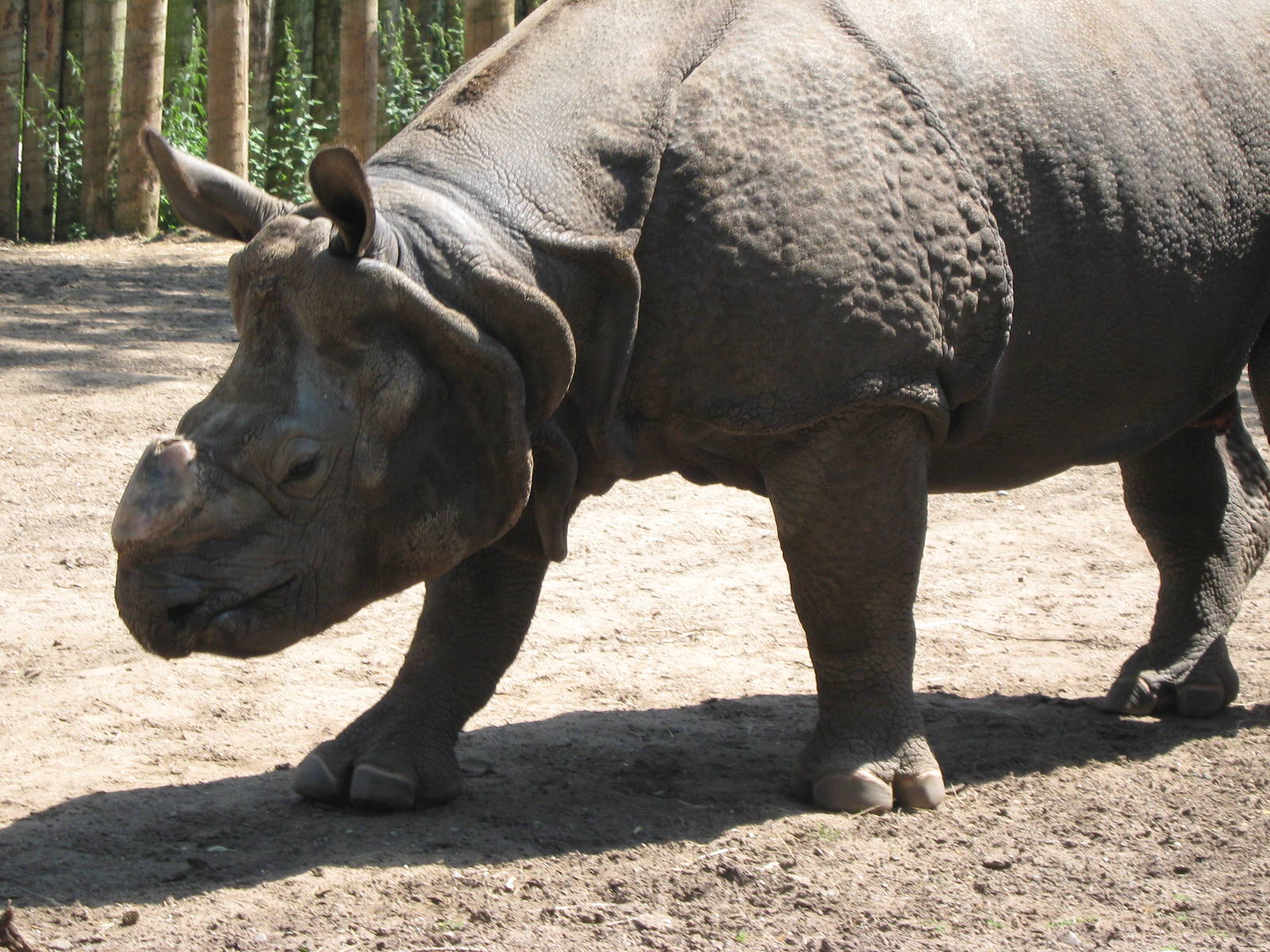 Babuu, Indian Rhino