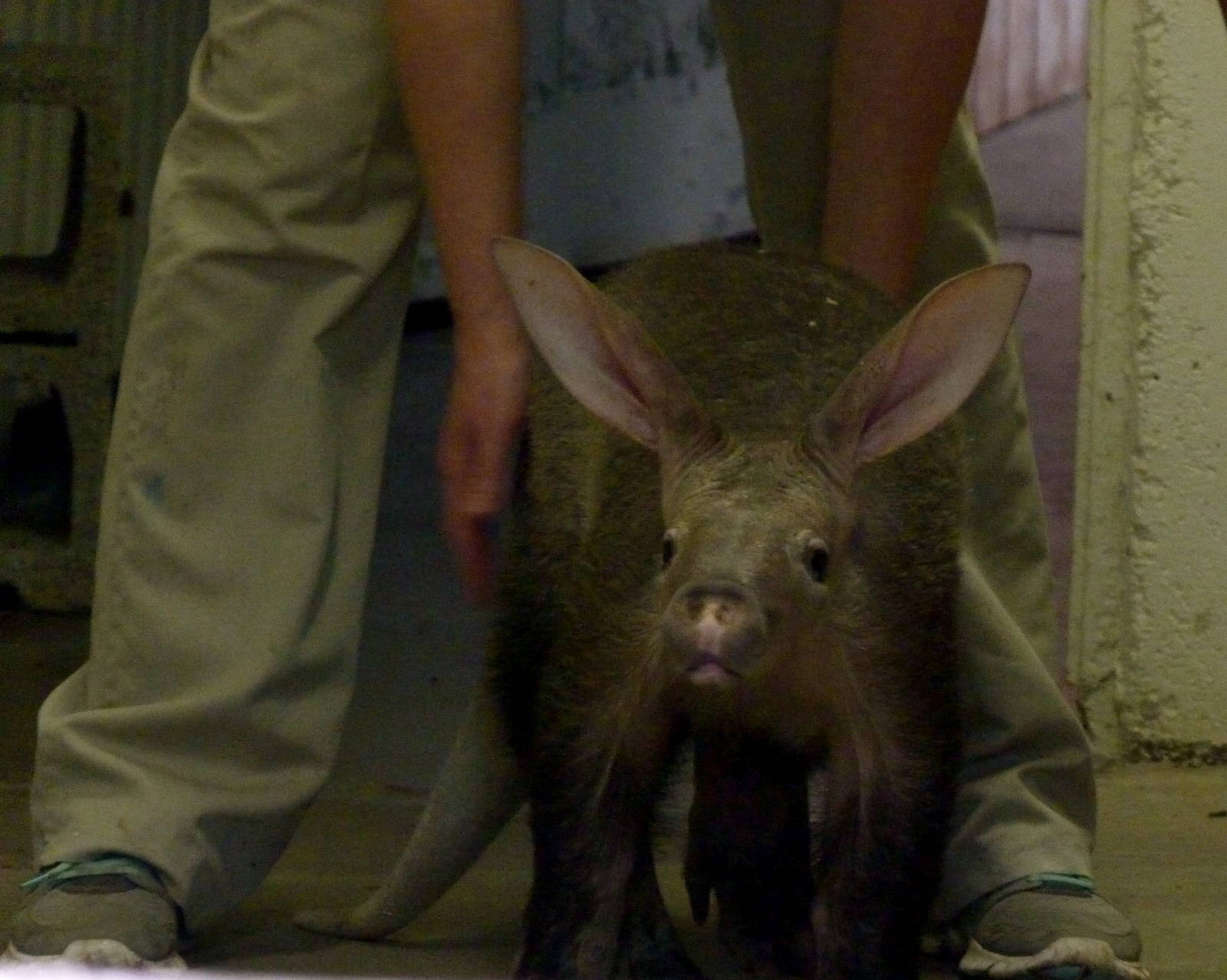 Baby Aardvark (Aarvark exhibit), 5-3-12