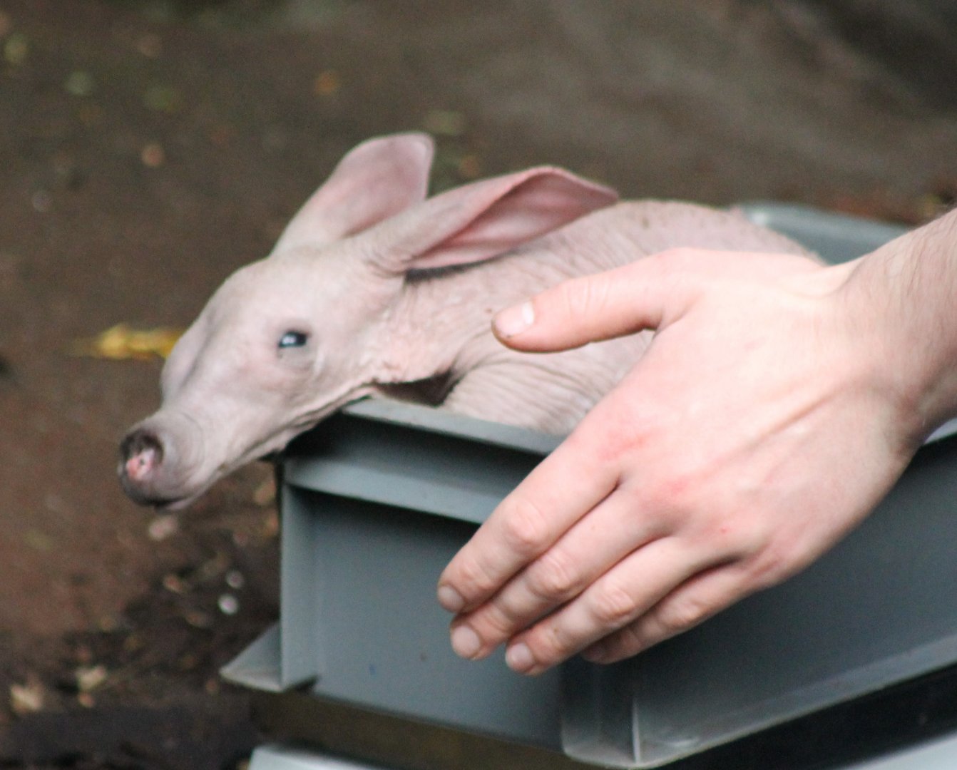 Baby Aardvark