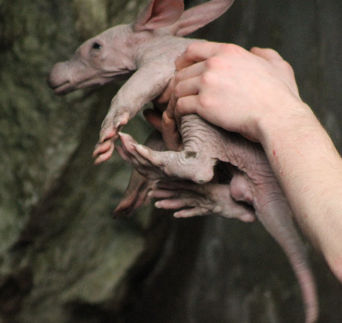 Baby Aardvark