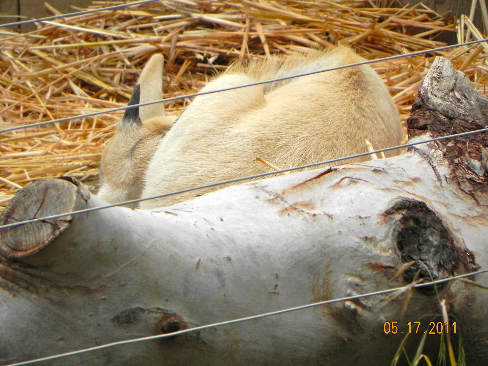 Baby addax