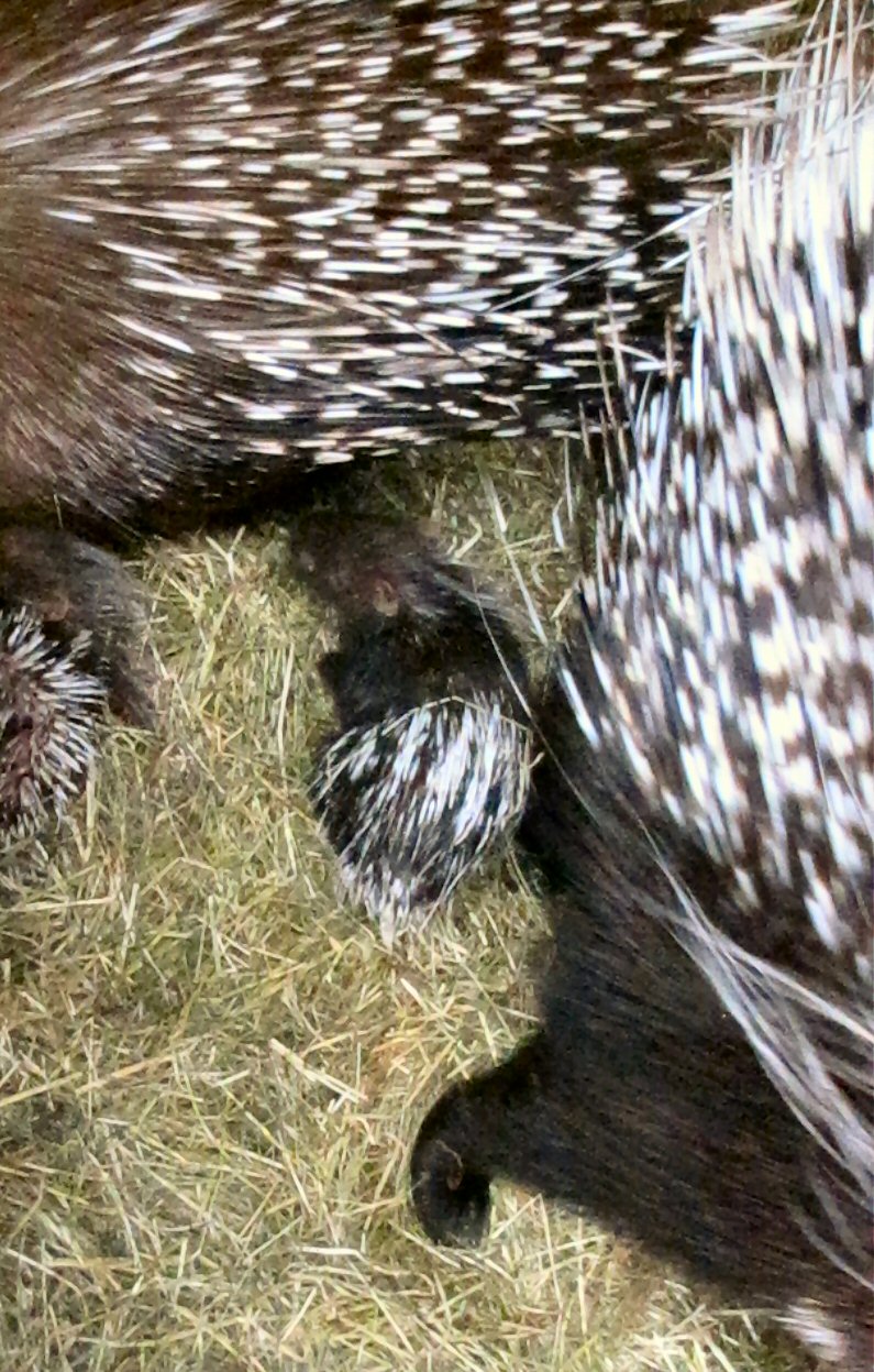baby African crested porcupines
