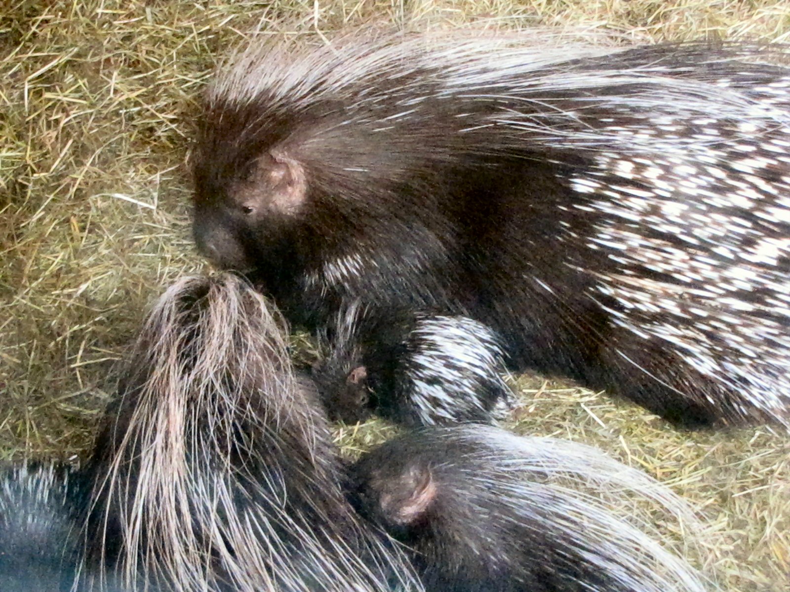 baby African crested porcupines