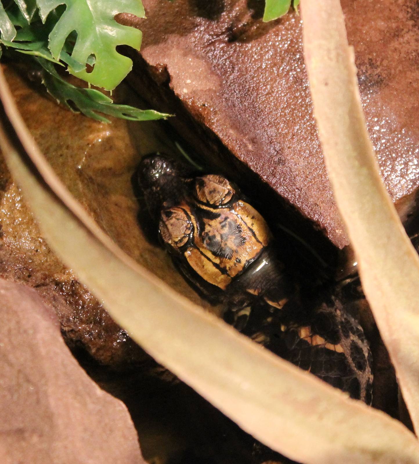 Baby African dwarf crocodile