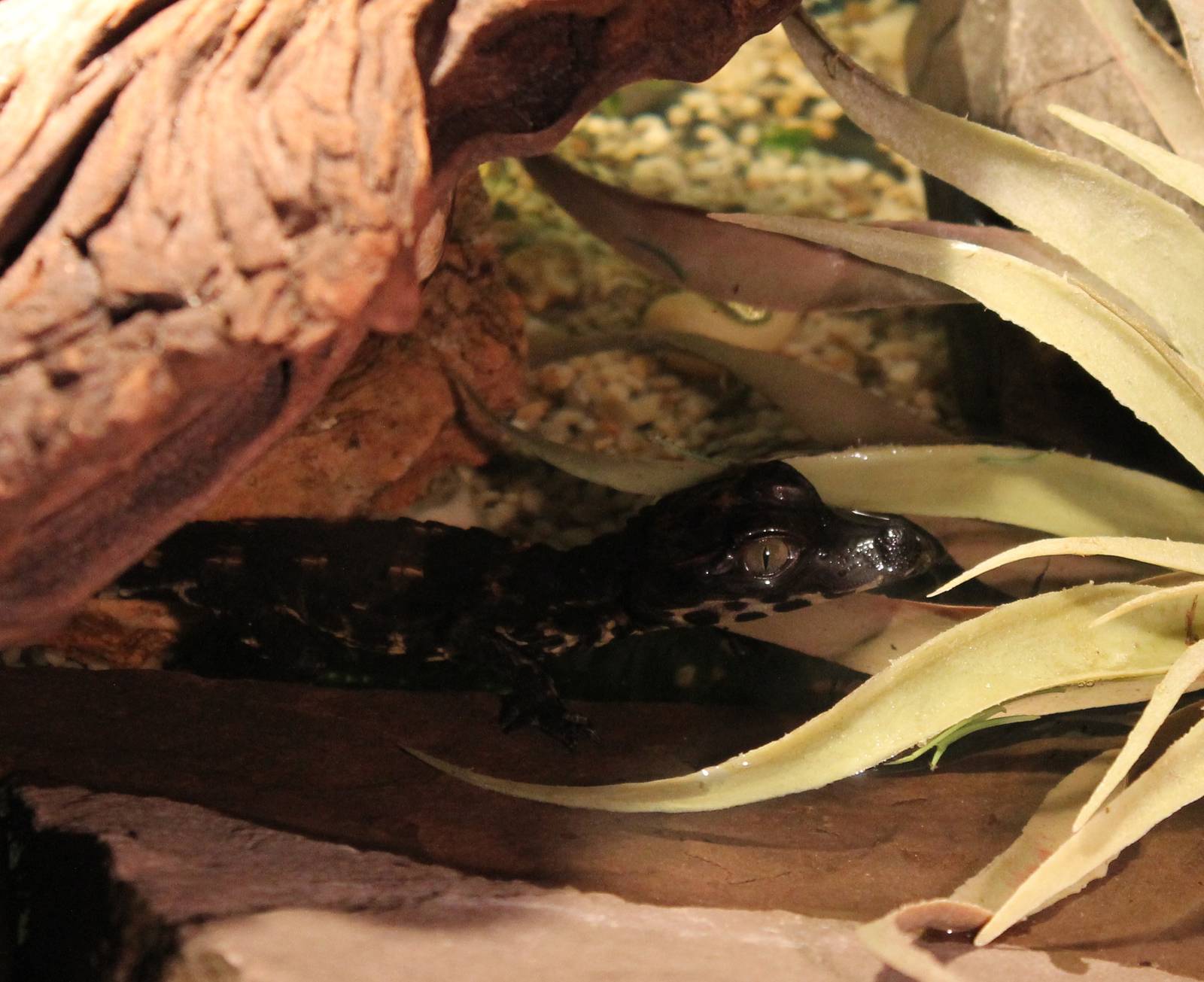 Baby African dwarf crocodile