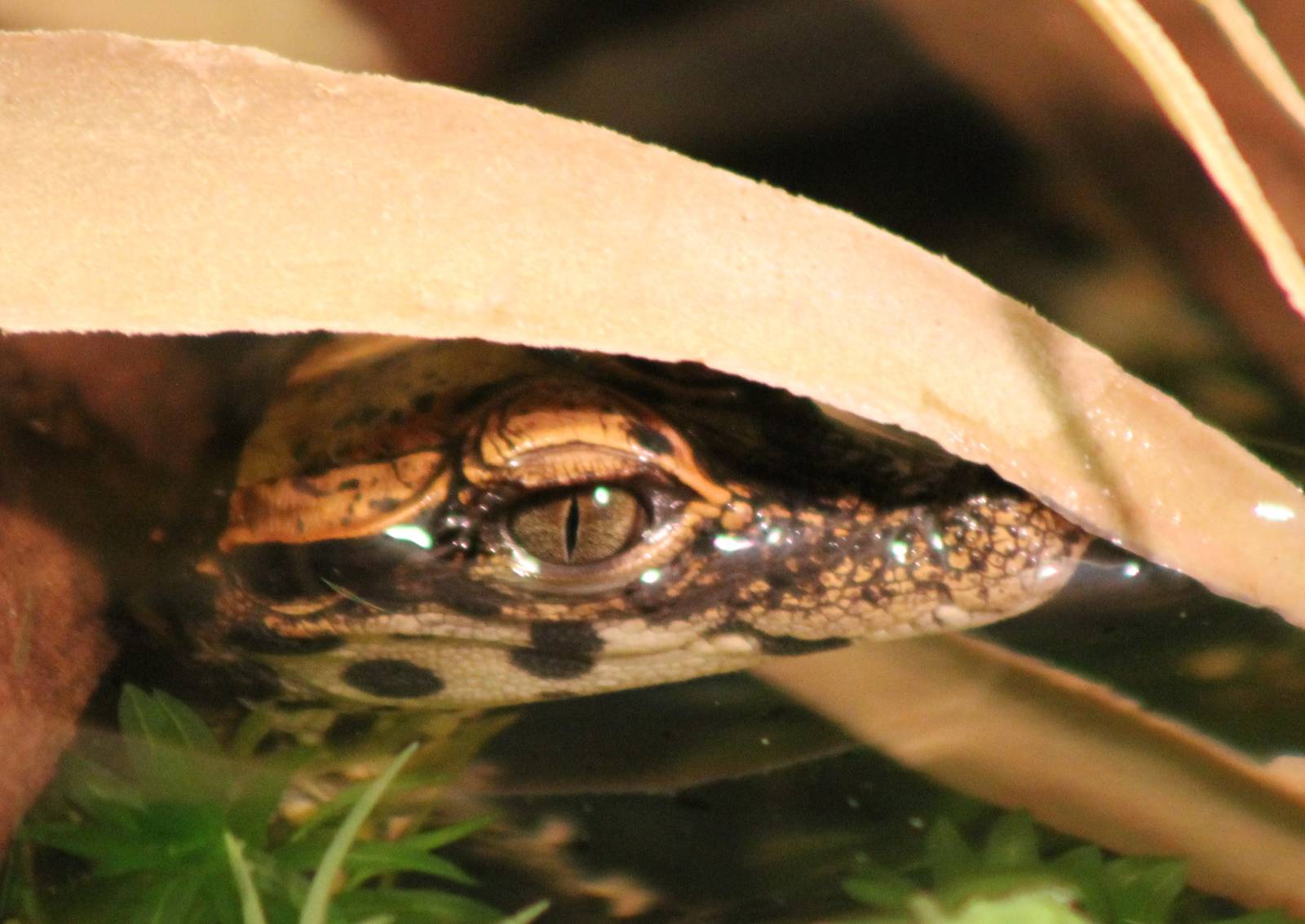 Baby African dwarf crocodile