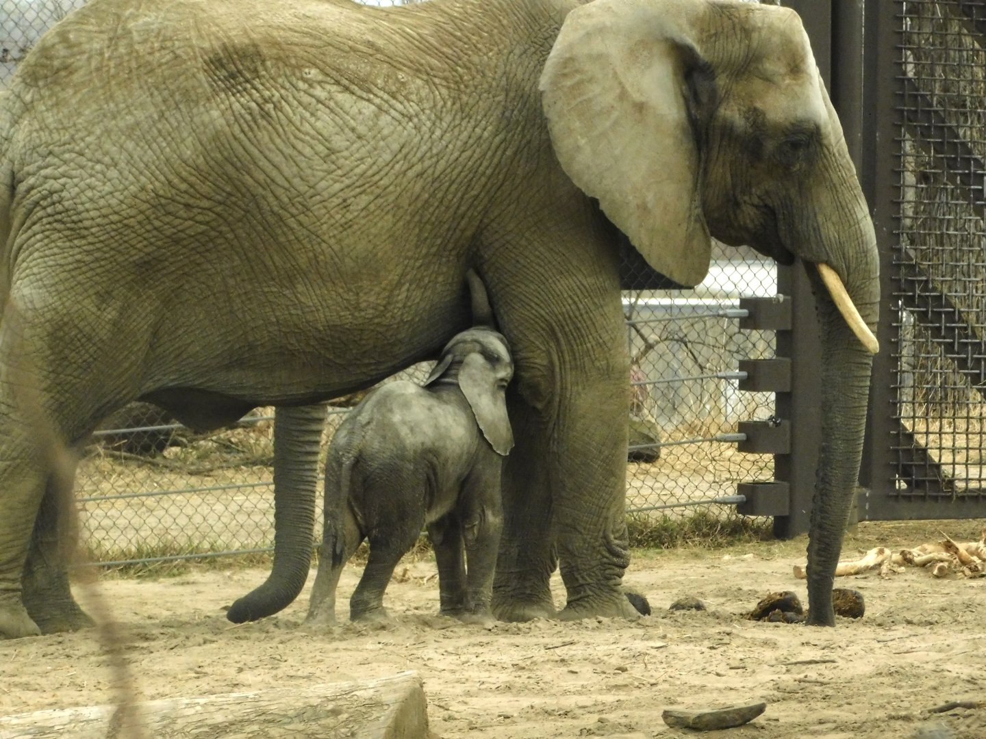 Baby African Elephant- March 21, 2022
