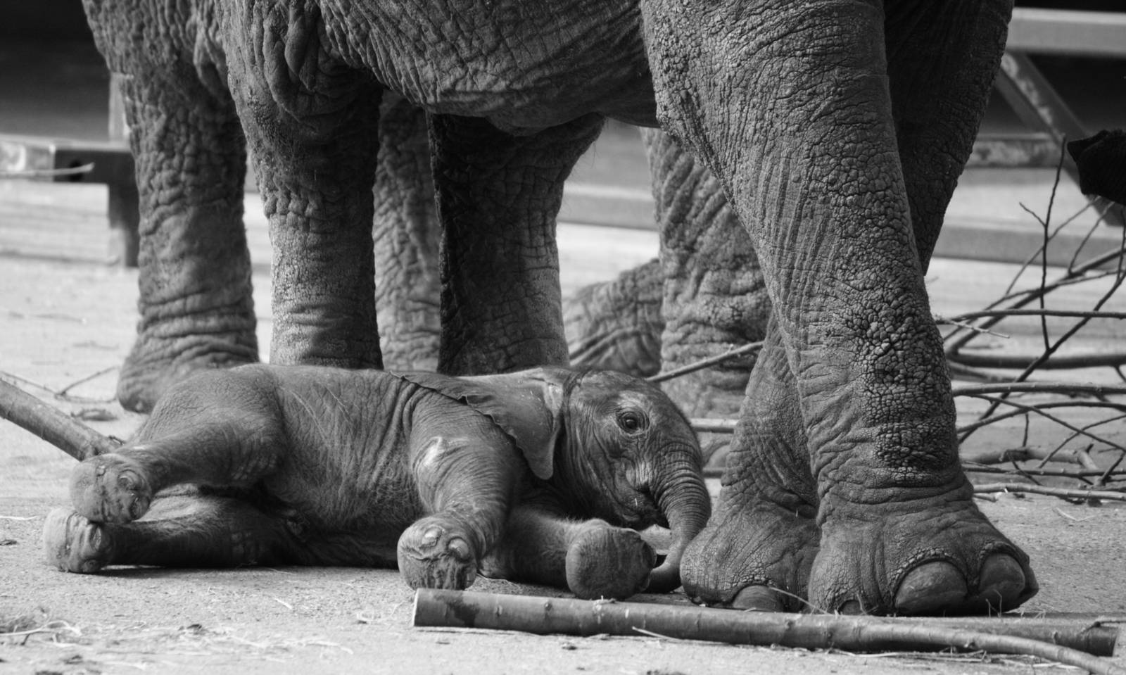 Baby African elephant