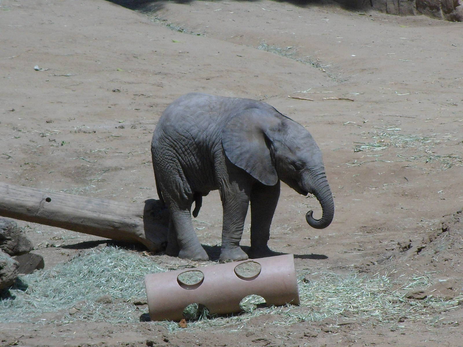 Baby African Elephant
