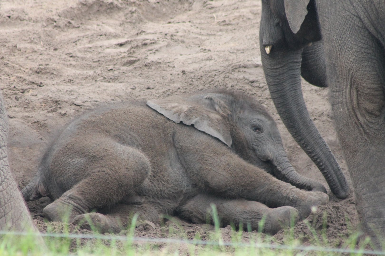 Baby African elephant