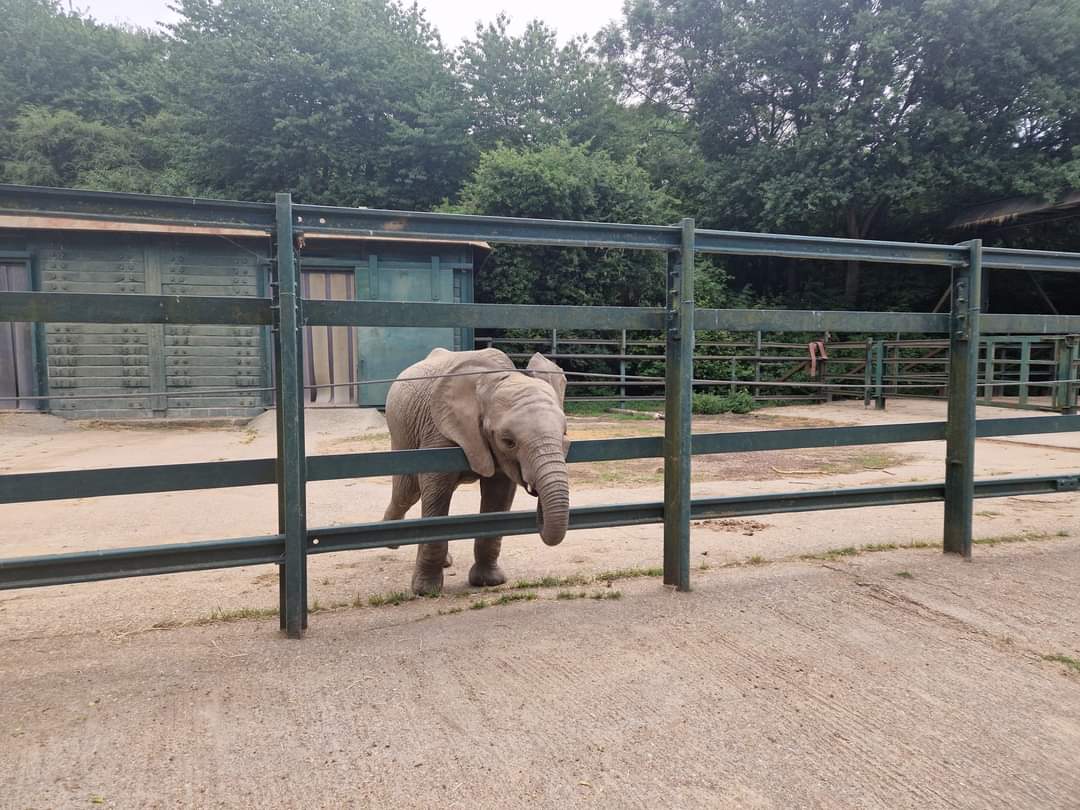 Baby African Elephant