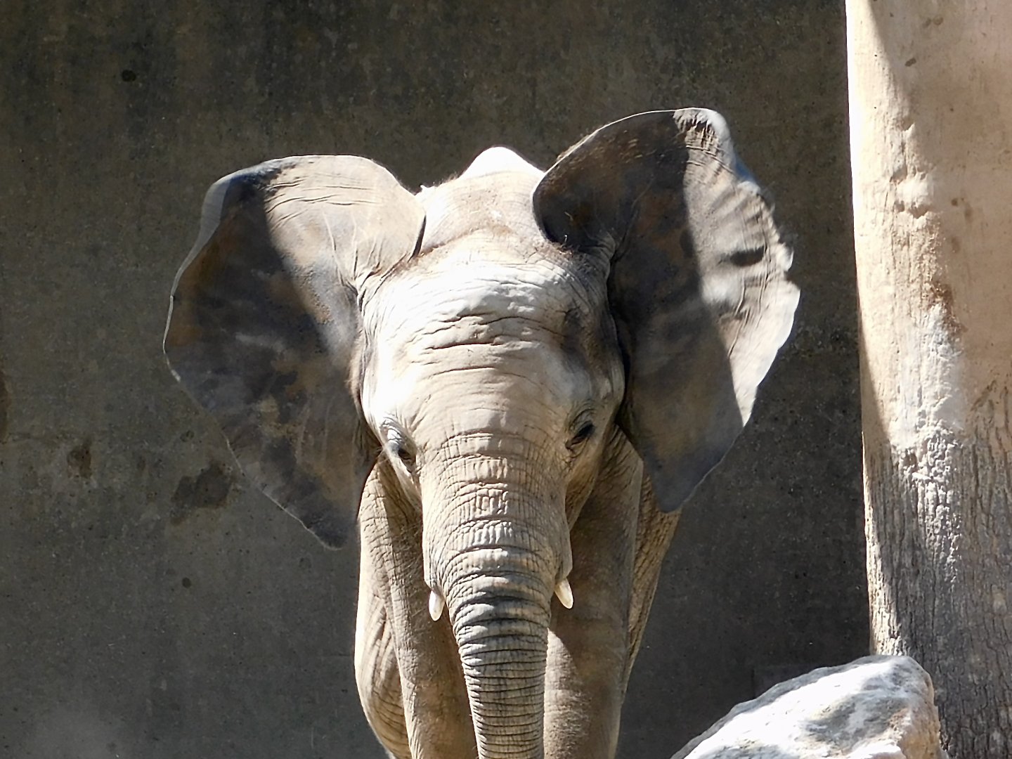 Baby African Elephant
