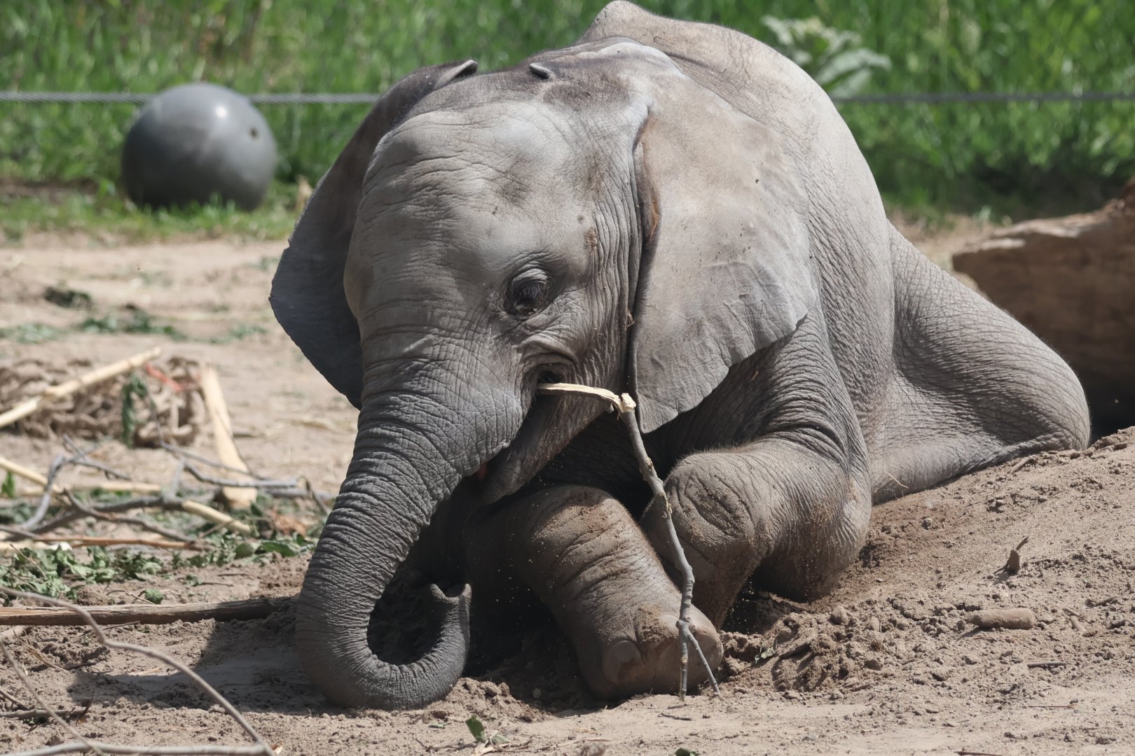 Baby African Elephant