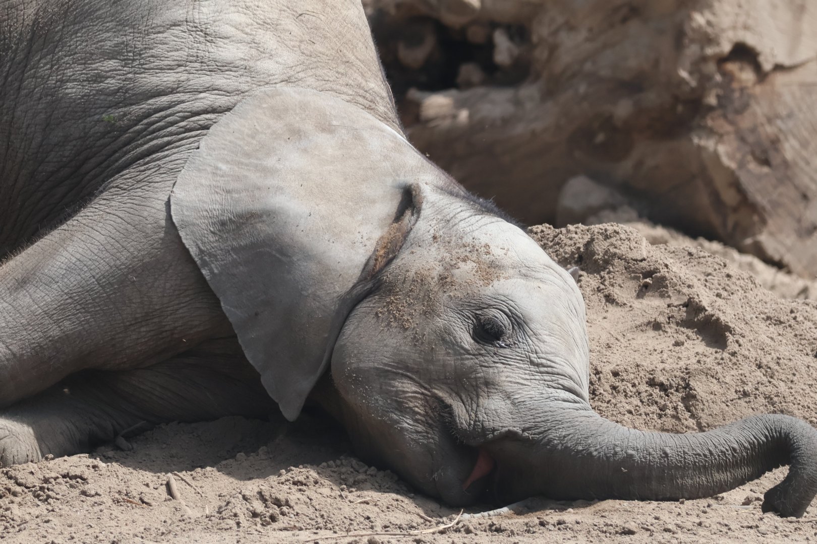 Baby African Elephant