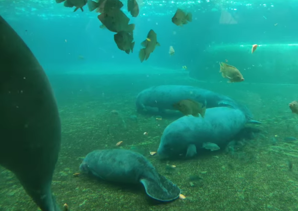 Baby African Manatee