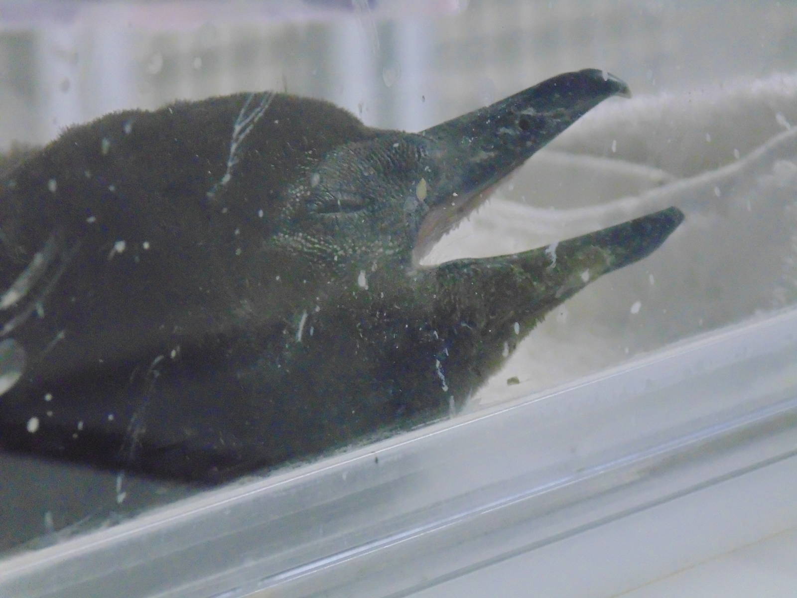 Baby African Penguin