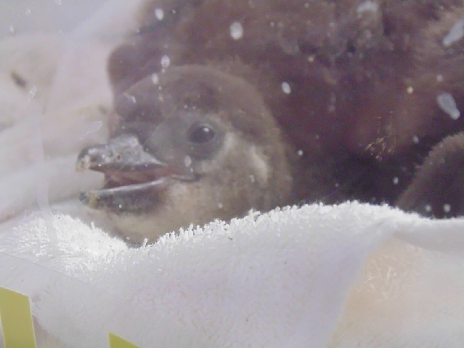 Baby African Penguin