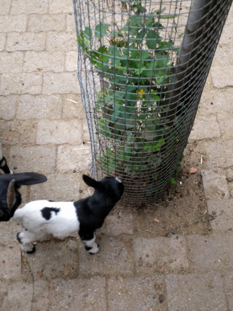 Baby African Pygmy Goat