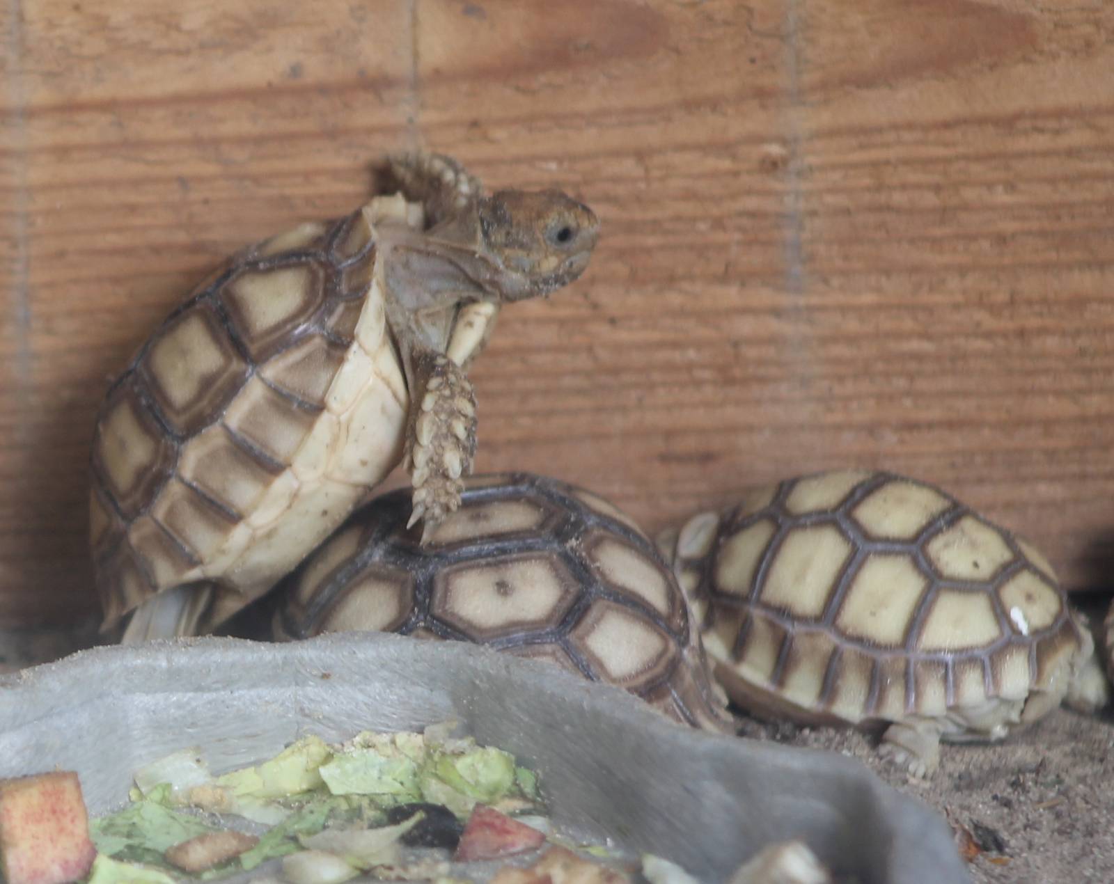 Baby African spurred tortoises