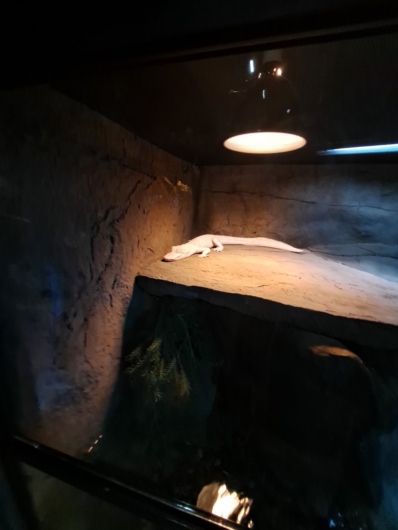 Baby Albino American Alligator (4/19/25)