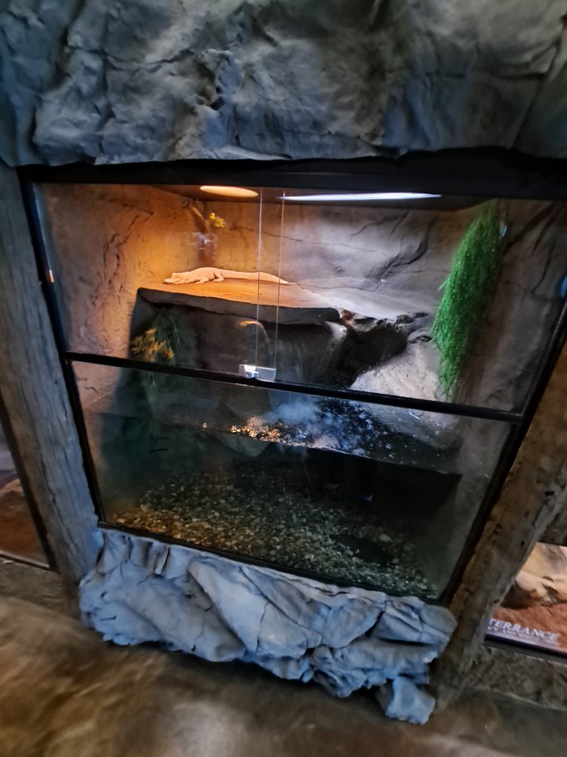 Baby Albino American Alligator Exhibit (4/19/25)