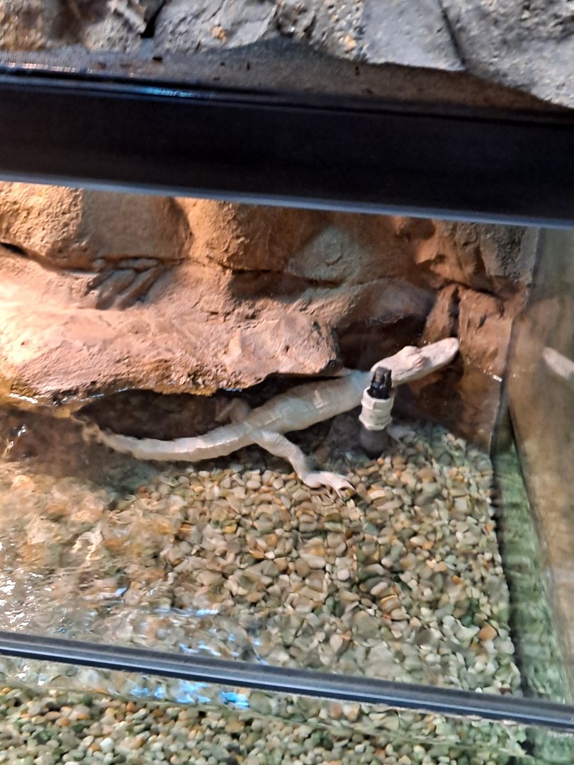 Baby Albino Gator (11/14/24)