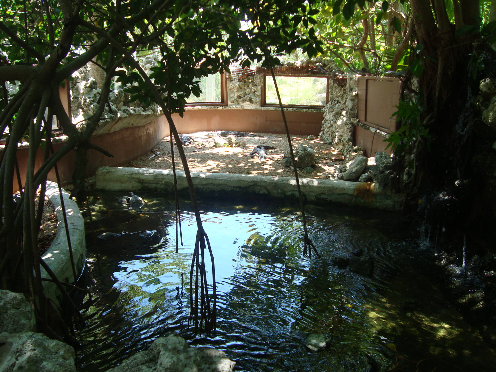 Baby Alligator Exhibit