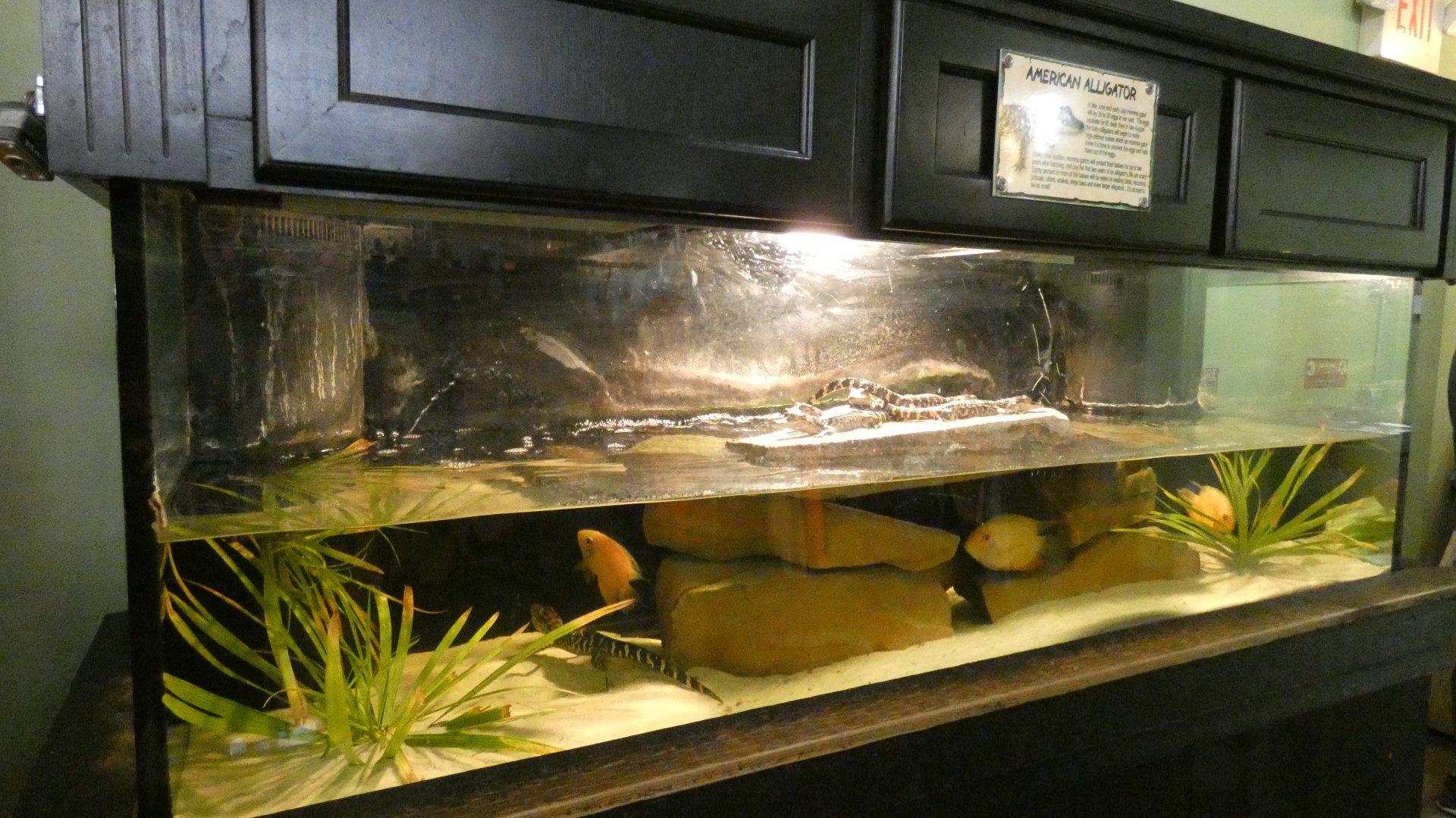 Baby Alligator Tank Inside "Award Winning" Gift Shop - Jan. 2022