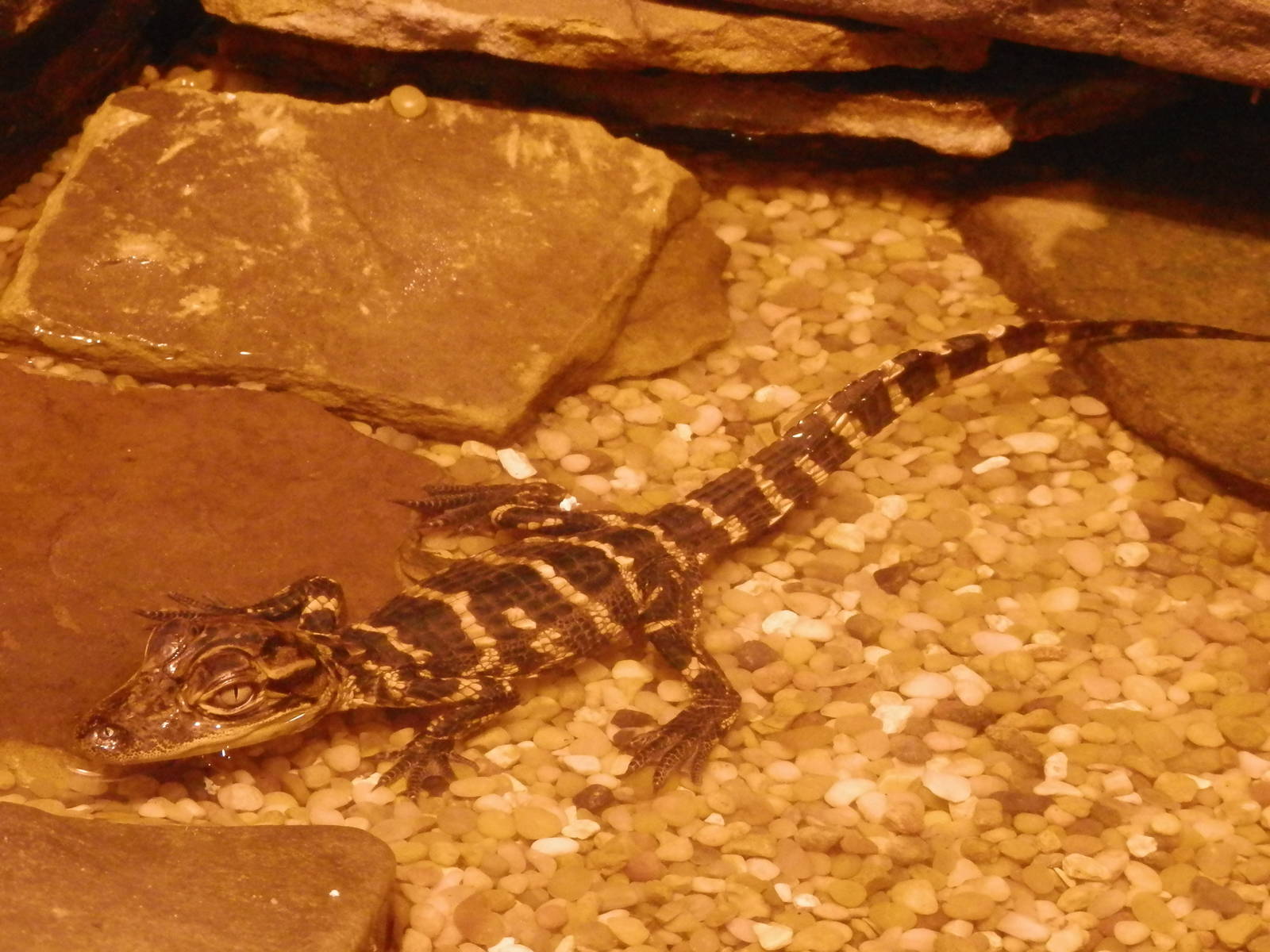 Baby Alligator