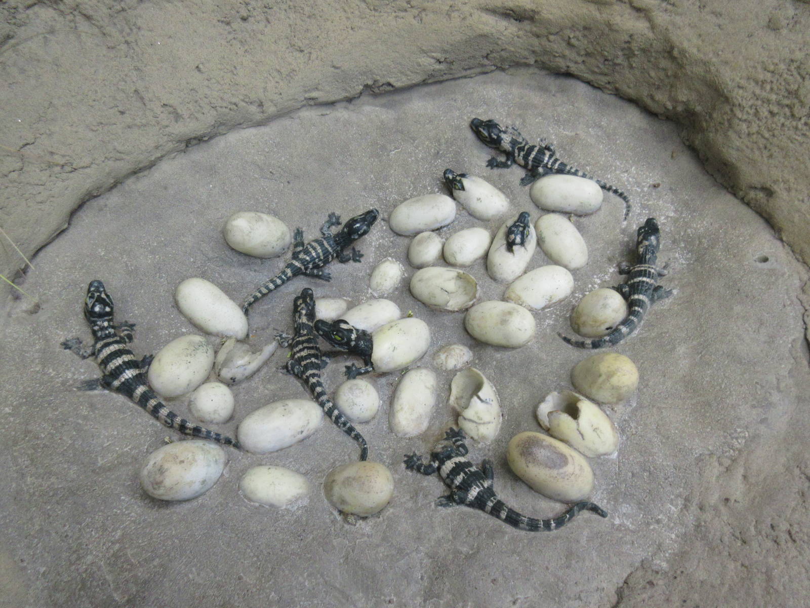 Baby Alligators (fake ones)