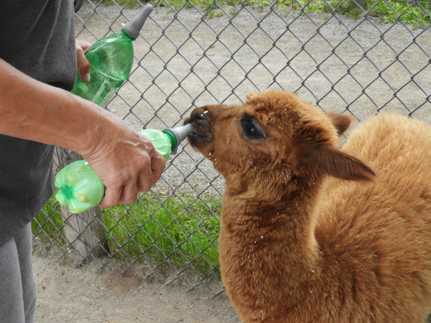 Baby Alpaca (Vicugna pacos) bottle feeding