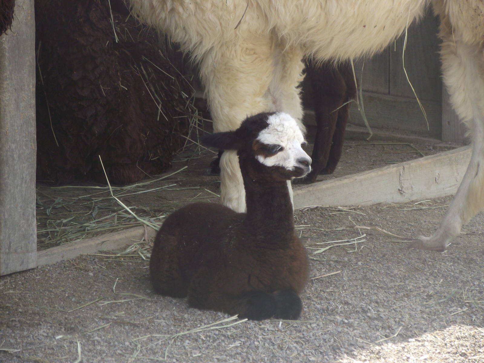 Baby Alpaca