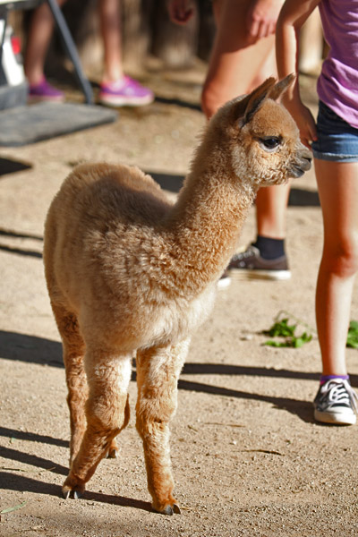 baby alpaca