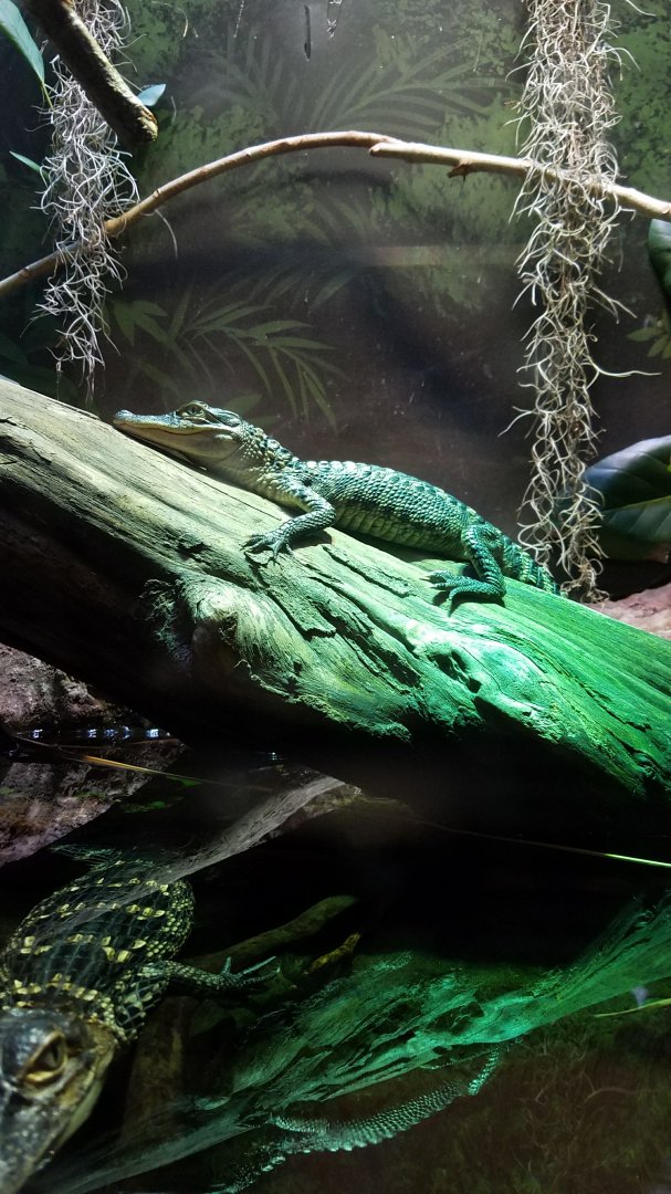 Baby American Alligator (Alligator mississippiensis)