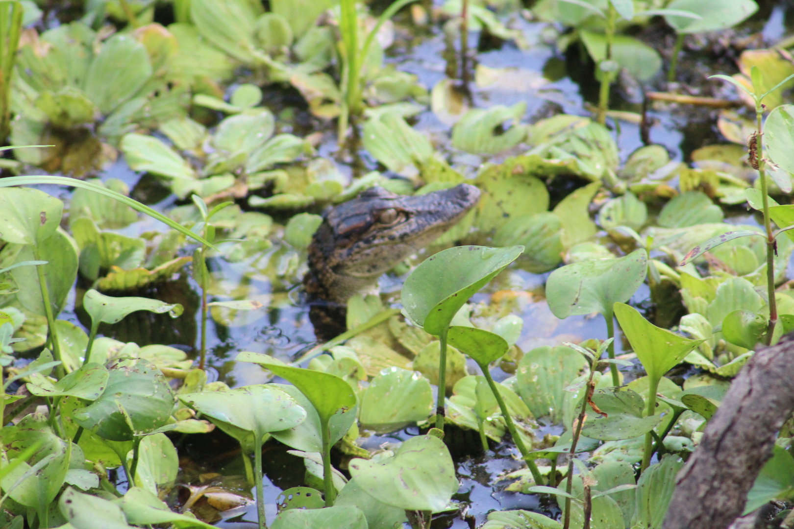 Baby American alligator - Brazos Bend State Park