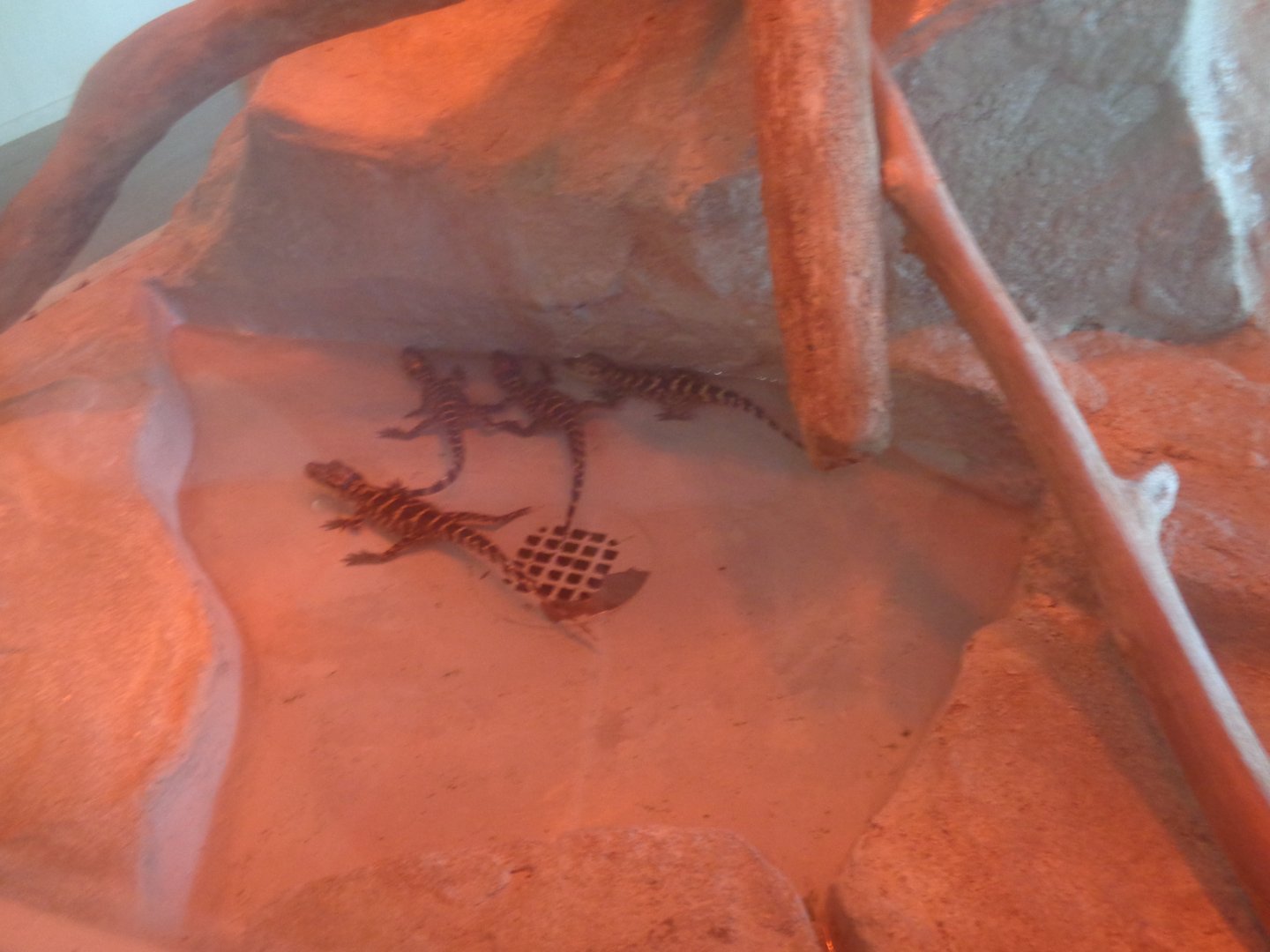 Baby American alligators