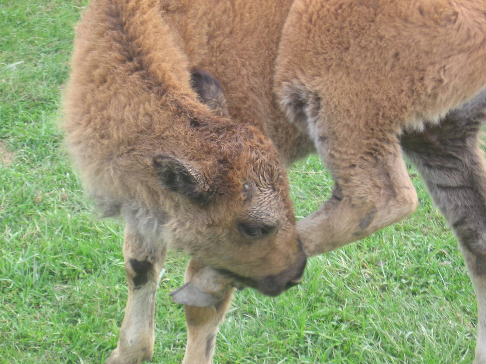 Baby American Bison